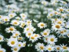 China Chamomile Extract - China Supplier China Chamomile Extract - China Supplier