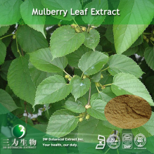 China Mulberry Leaf Extract - China Supplier