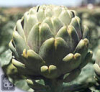 China Artichoke Extract - China Supplier China Artichoke Extract - China Supplier