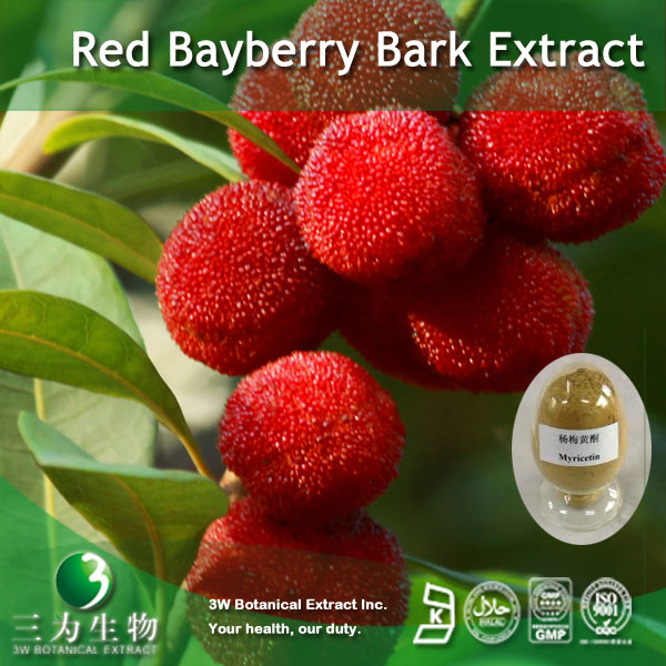 China Bayberry Bark Extract - China Supplier China Bayberry Bark Extract - China Supplier
