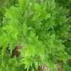 China Artemisinin P.E Extract - China Supplier China Artemisinin P.E Extract - China Supplier