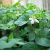 China Heartleaf Houttuynia Herb Extract - China Supplier China Heartleaf Houttuynia Herb Extract - China Supplier