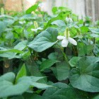 China Heartleaf Houttuynia Herb Extract - China Supplier