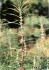 China Herba Leonuri Extract - China Supplier