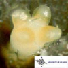 China ABSCISIC ACID - China Supplier China ABSCISIC ACID - China Supplier