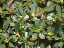 China Purslane plant extract powder - China Supplier