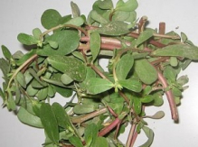 China Purslane extract - China Supplier