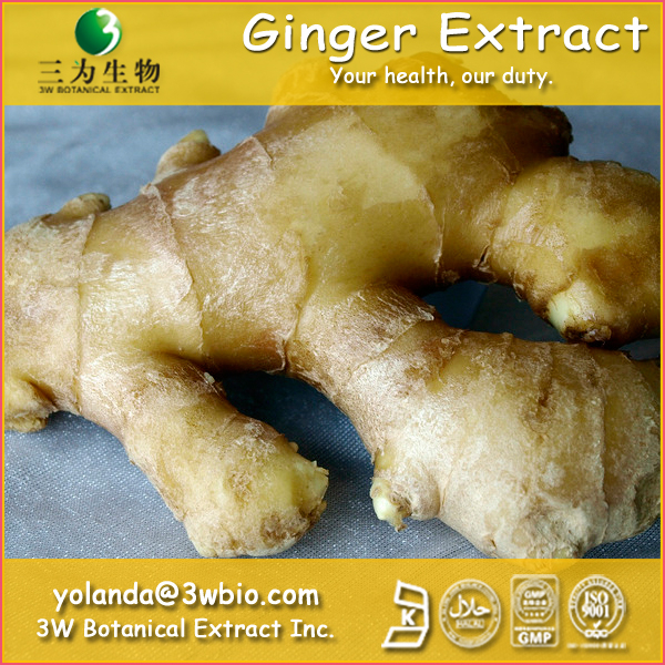 China Ginger Extract - China Supplier