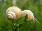 China Snail enzyme - China Supplier China Snail enzyme - China Supplier