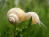 China Snail enzyme - China Supplier China Snail enzyme - China Supplier