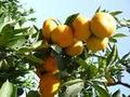 China Citrus flavonoids - China Supplier