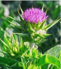 China Silybum marianum extract - China Supplier
