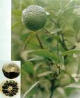 China Citrus Aurantium Extract - China Supplier