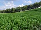 China Green Tea Extract - China Supplier