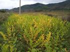 China Polygonum Cuspidatum Extract - China Supplier