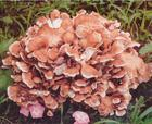China Maitake mushroom Extract - China Supplier