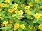 China Dioscorea Nipponica Extract - China Supplier