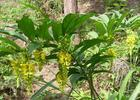 China Polygala tenuifolia extract - China Supplier