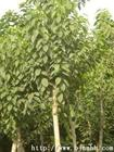 China Eucommia ulmoides extract - China Supplier