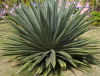 China Saponin - China Supplier China Saponin - China Supplier