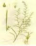 China Thesium Chinense P.E. - China Supplier