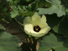 China Okra extract powder - China Supplier