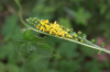 China Hairyvein agrimonia herb extract - China Supplier China Hairyvein agrimonia herb extract - China Supplier