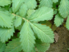 China Agrimophol - China Supplier China Agrimophol - China Supplier