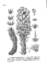 China Cistanche tubulosa extract - China Supplier China Cistanche tubulosa extract - China Supplier