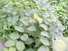 China Resveratrol - China Supplier China Resveratrol - China Supplier
