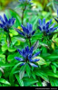 China Gentian root powder - China Supplier China Gentian root powder - China Supplier