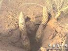 China Desertliving Cistanche Herb Extract - China Supplier