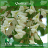 China Sophora japonica Extract - China Supplier China Sophora japonica Extract - China Supplier