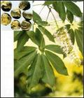 China Boswellin extract - China Supplier China Boswellin extract - China Supplier