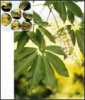 China Boswellin extract - China Supplier China Boswellin extract - China Supplier