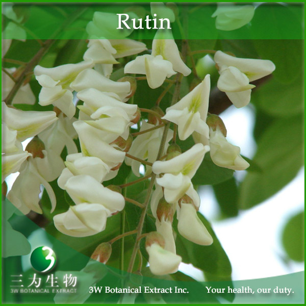 China Sophora japonica Extract - China Supplier China Sophora japonica Extract - China Supplier