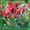 China Shisandra Extract - China Supplier China Shisandra Extract - China Supplier