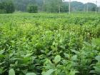 China Figwort Root Extract - China Supplier China Figwort Root Extract - China Supplier