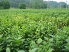China Figwort Root Extract - China Supplier