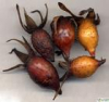 China Cherokee rose fruit extract - China Supplier China Cherokee rose fruit extract - China Supplier