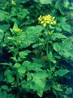 China White Mustard Seed Extract - China Supplier China White Mustard Seed Extract - China Supplier