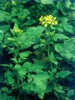 China White Mustard Seed Extract - China Supplier China White Mustard Seed Extract - China Supplier
