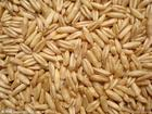 China Oat Extract - China Supplier China Oat Extract - China Supplier