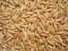 China Oat Extract - China Supplier China Oat Extract - China Supplier