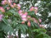China Silktree Albizia Bark extract - China Supplier China Silktree Albizia Bark extract - China Supplier