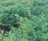 China Vine tea extract - China Supplier China Vine tea extract - China Supplier
