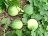 China Mongolian Snakegourd Fruit Extract - China Supplier China Mongolian Snakegourd Fruit Extract - China Supplier