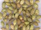 China Siberian Cocklebur Fruit Extract - China Supplier China Siberian Cocklebur Fruit Extract - China Supplier