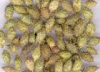 China Siberian Cocklebur Fruit Extract - China Supplier China Siberian Cocklebur Fruit Extract - China Supplier
