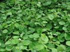 China Cristina Loosestrife Herb Extract - China Supplier China Cristina Loosestrife Herb Extract - China Supplier